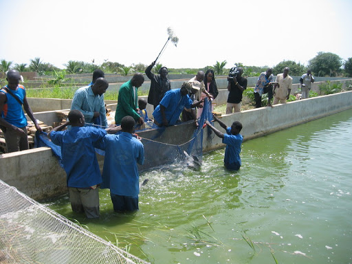 Développement de la pisciculture dans la zone des Niayes