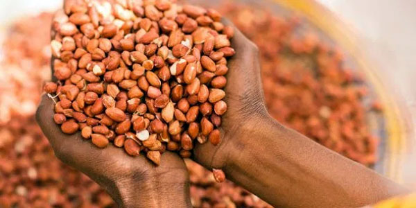 Baisse de la production nationale d’arachide et tension sur le marché des oléagineux