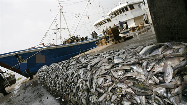 Pêche industrielle démersale côtière : Les licences gelées depuis 2006
