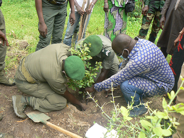 Efforts de reboisement : Tambacounda creuse son sillon