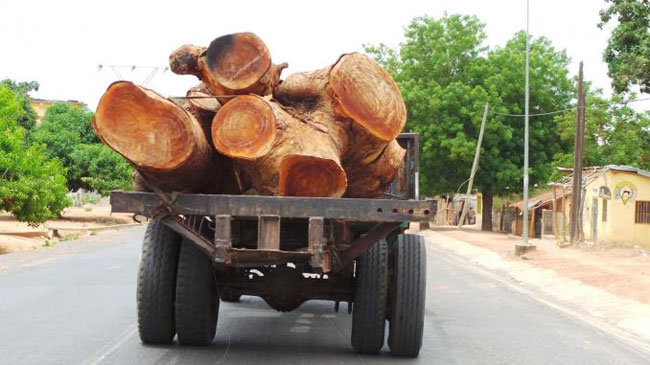 #Vélingara – Lutte contre le trafic de bois vers la Gambie Kandia pour sensibiliser contre le fléau
