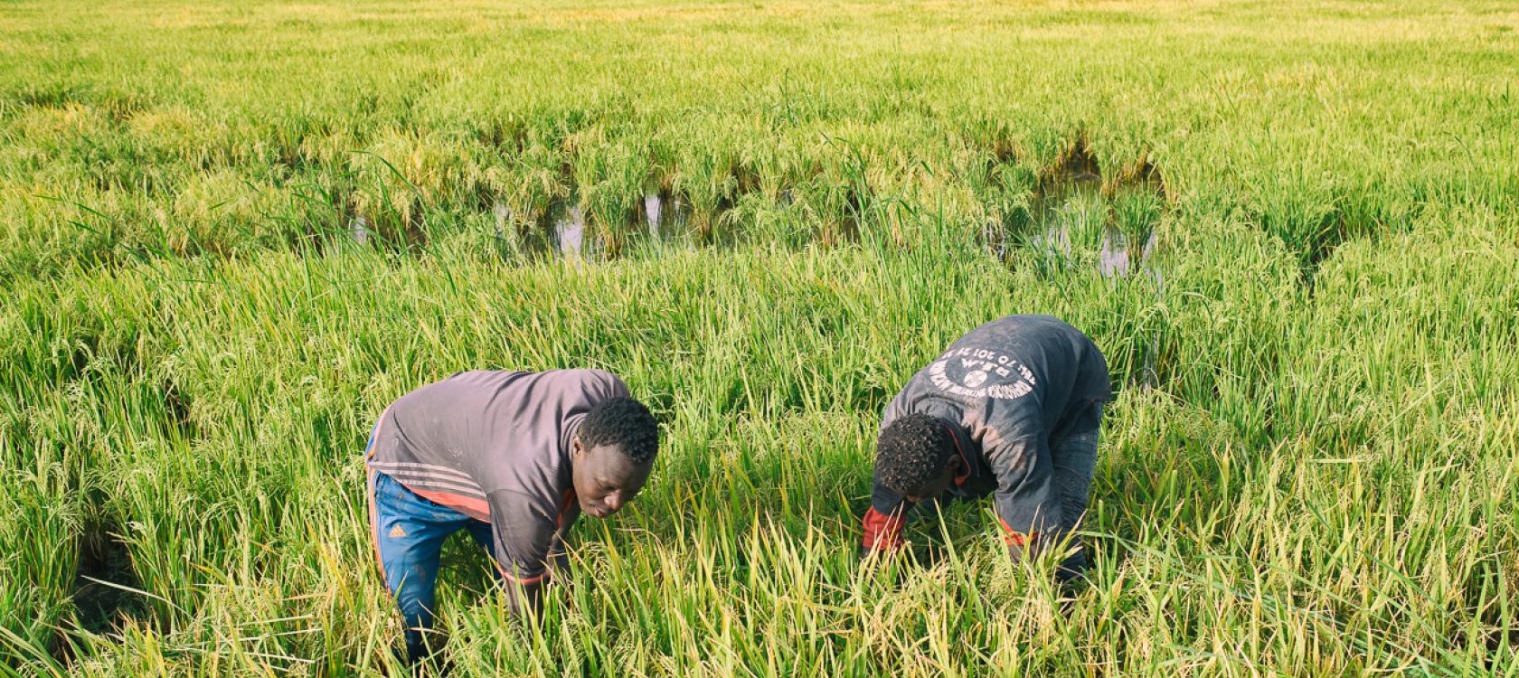Food Self-Sufficiency: Some Protectionist Thoughts to the Rescue