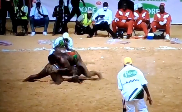 Lutte – Vainqueur du Drapeau du ministre des Sports : Tapha Tine monte sur «Sène» !