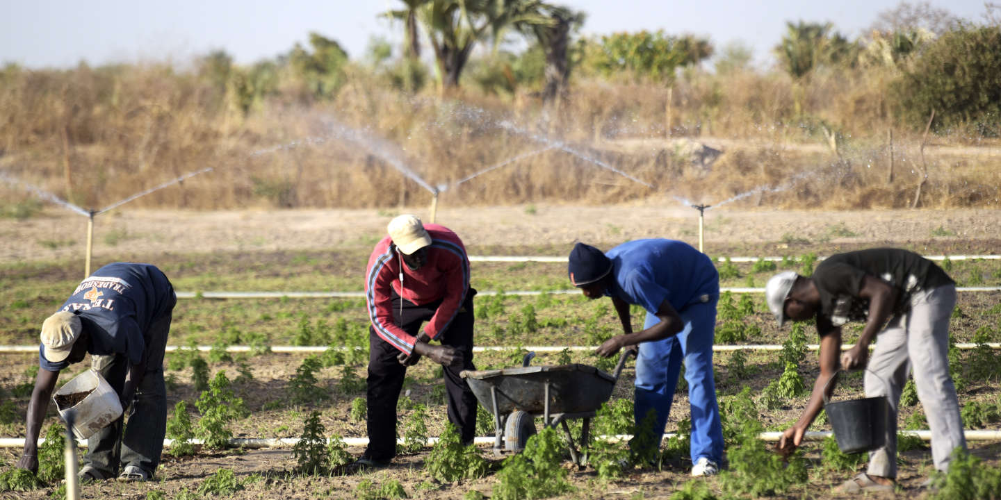 Senegalese Agriculture : the Challenges of 2024