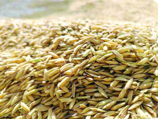 Vélingara – Conséquences des pluies : Le riz pourrit à l’Anambé
