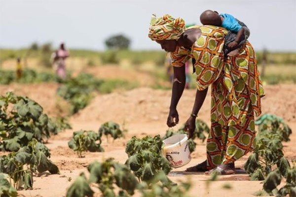 Visibilité des femmes dans la sécurisation de l’alimentation : Les goulots d’étranglement pointés du doigt à Vélingara
